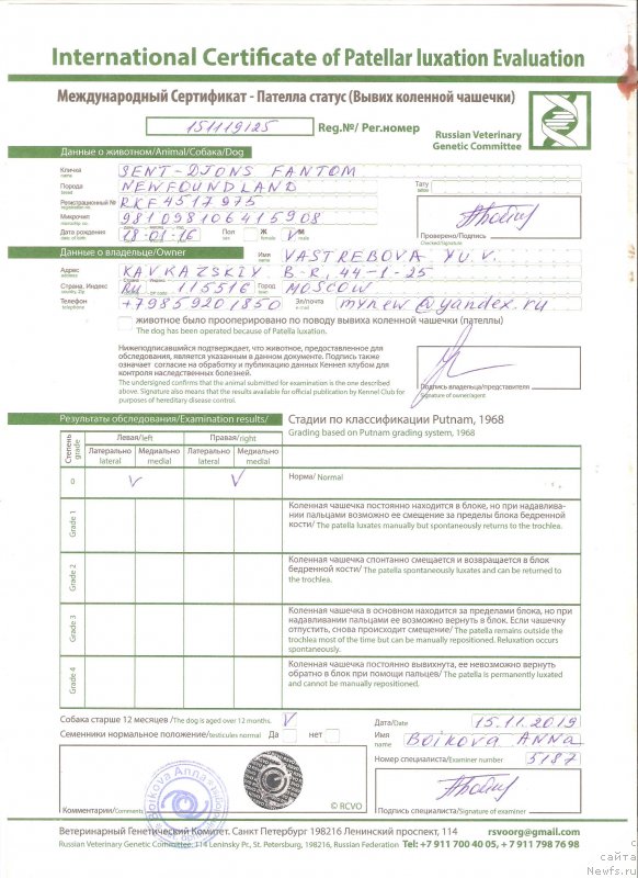 Фото: ньюфаундленд Сент Джонс Фантом (Sent Djons Fantom)