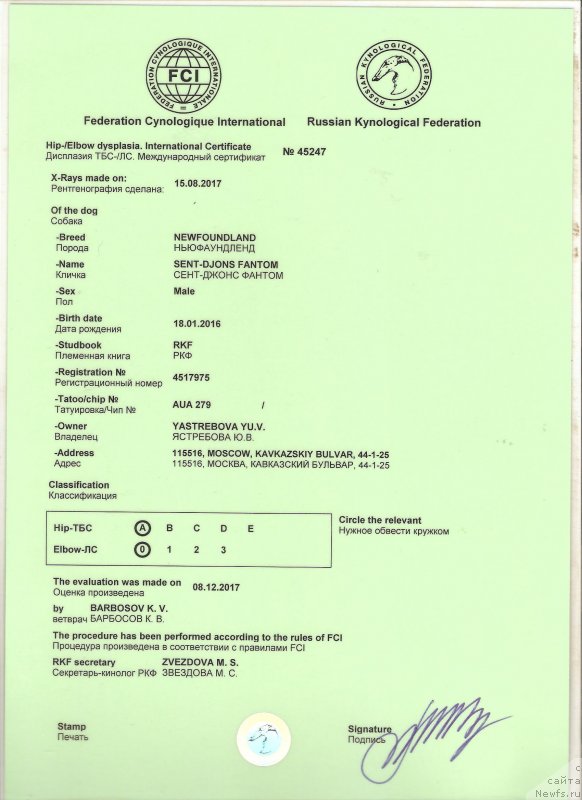 Фото: ньюфаундленд Сент Джонс Фантом (Sent Djons Fantom)