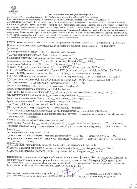 Фото: ньюфаундленд Сент Джонс Фантом (Sent Djons Fantom)