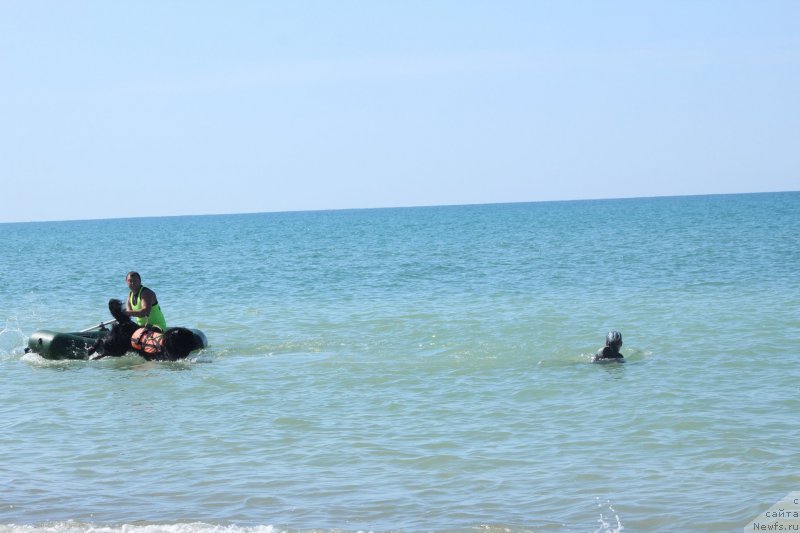 Фото: ньюфаундленд Риччи с Берега Дона (Richchi s Berega Dona), Анастасия Киреева