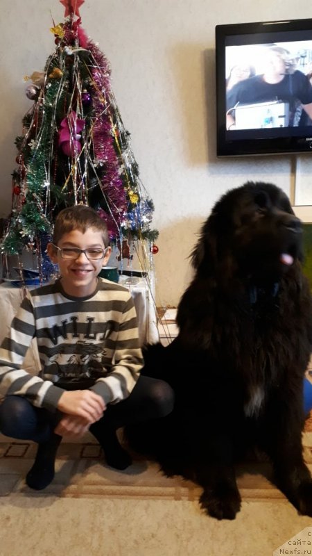 Фото: ньюфаундленд Даанич Веселый Роджер