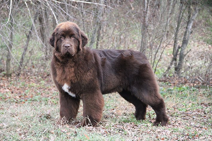 Фото: ньюфаундленд Чилимгур Валькирия