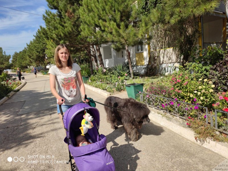 Фото: ньюфаундленд Дюрбахлер Клаб Альфаретта Виньетта, Анастасия Киреева