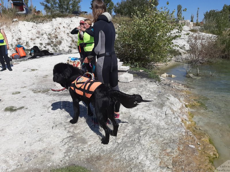 Фото: ньюфаундленд Риччи с Берега Дона (Richchi s Berega Dona)