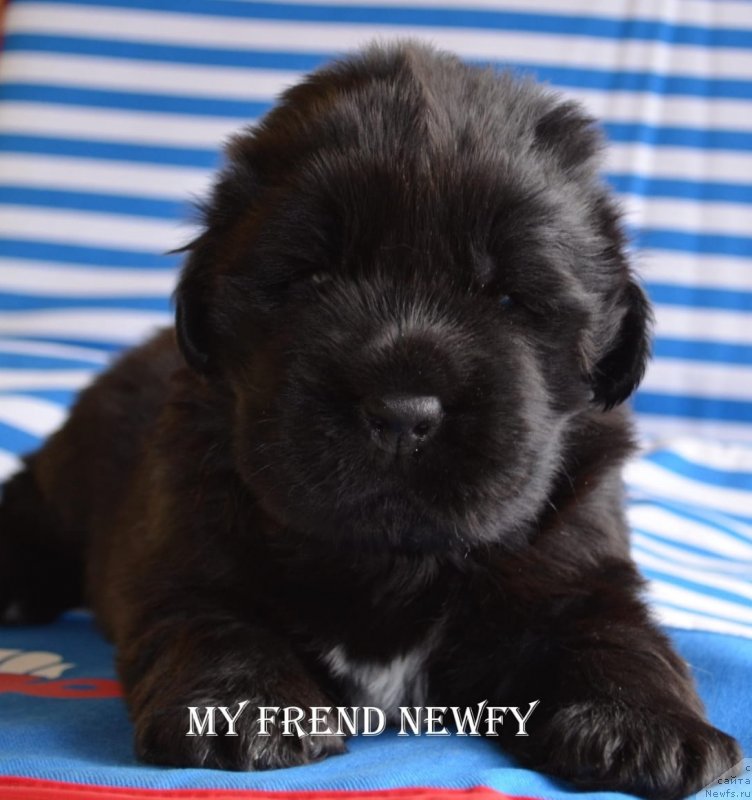 Фото: ньюфаундленд Май Френд Ньюфи Командор Крузо