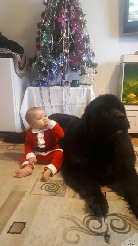 Фото: ньюфаундленд Даанич Веселый Роджер