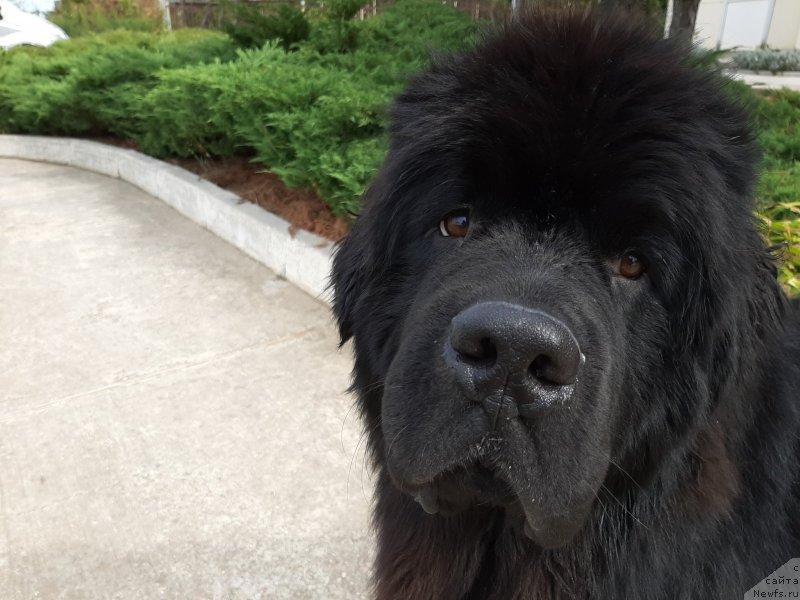 Фотография № 246149