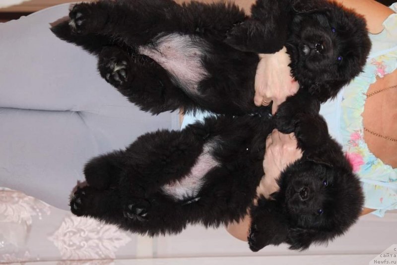 Фото: ньюфаундленд Супер Премиум Гуффи, ньюфаундленд Супер Премиум Гермиона (Super Premium Germiona)