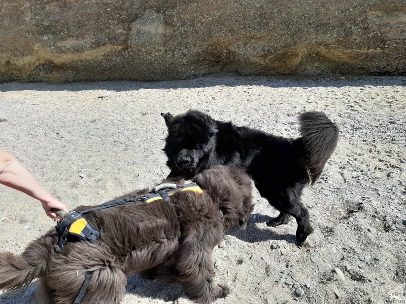 Фотография № 246166