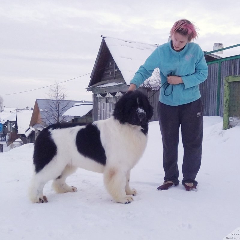 Фото: ньюфаундленд The Waves Sons Newfoundlands Secret To Keep