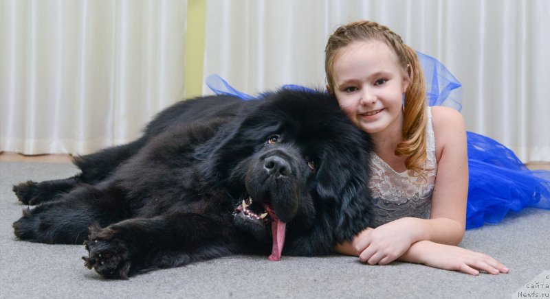 Фото: ньюфаундленд Инвайтинг Лук оф Лав (Inviting Look of Love)