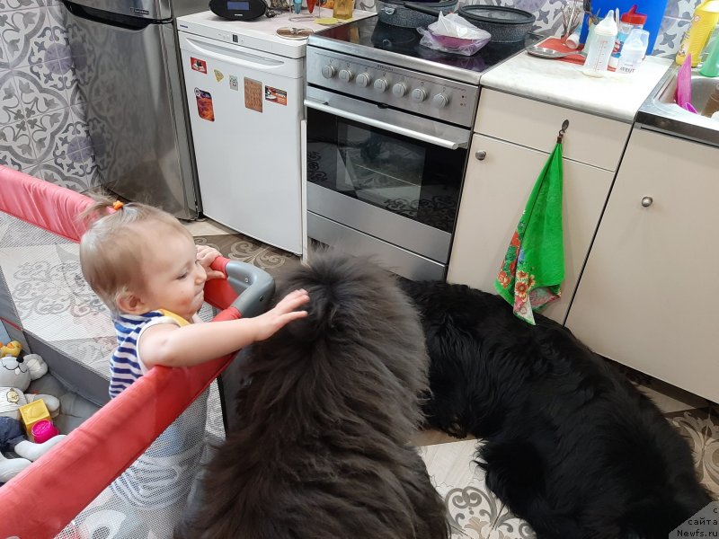 Фото: ньюфаундленд Дюрбахлер Клаб Альфаретта Виньетта