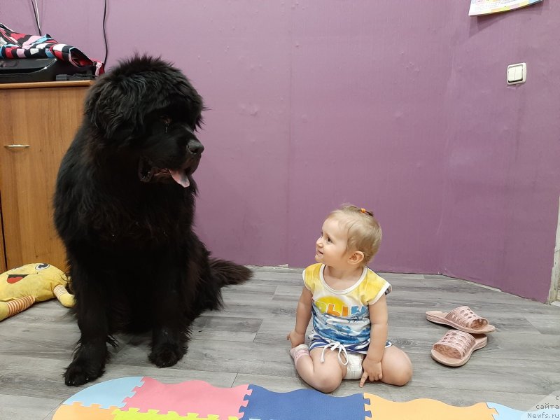 Фото: ньюфаундленд Риччи с Берега Дона (Richchi s Berega Dona)