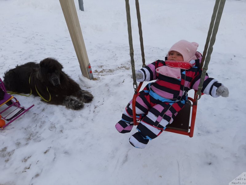Фото: ньюфаундленд Дюрбахлер Клаб Альфаретта Виньетта