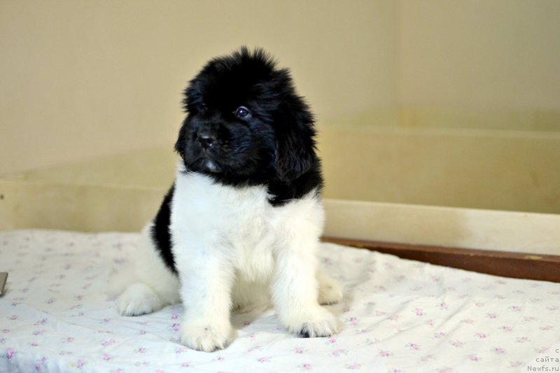 Фотография № 246229