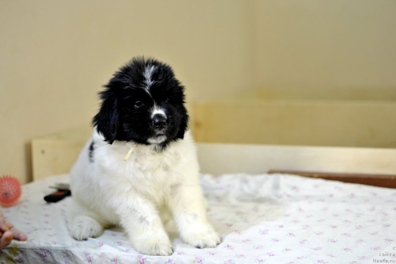 Фотография № 246231