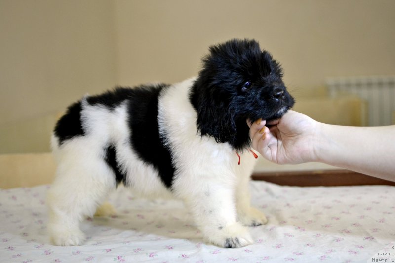 Фотография № 246232