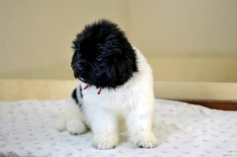 Фотография № 246233