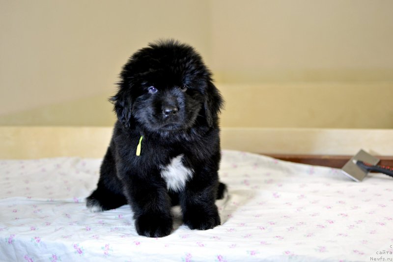 Фотография № 246241