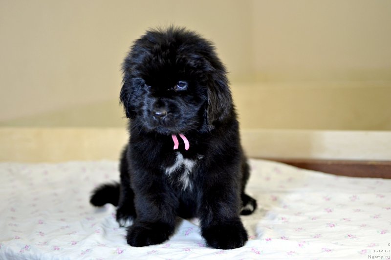 Фотография № 246243