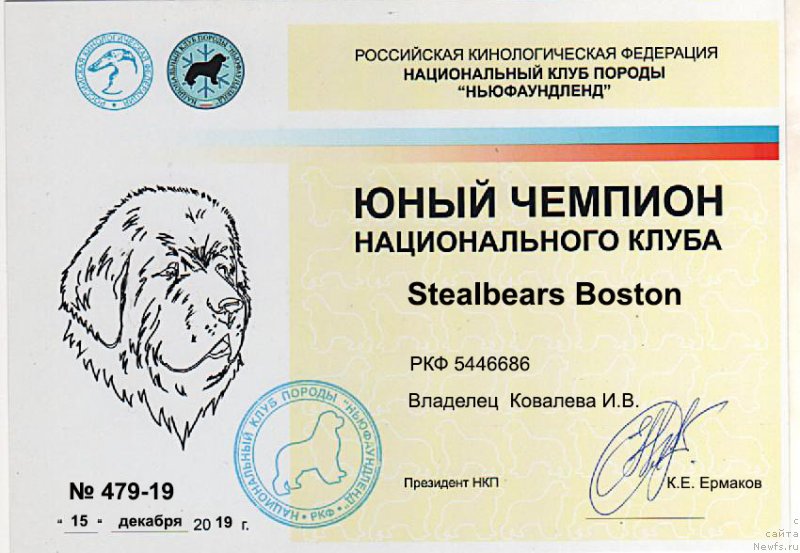 Фото: ньюфаундленд Стеалбеарс Бостон (Stealbears Boston)