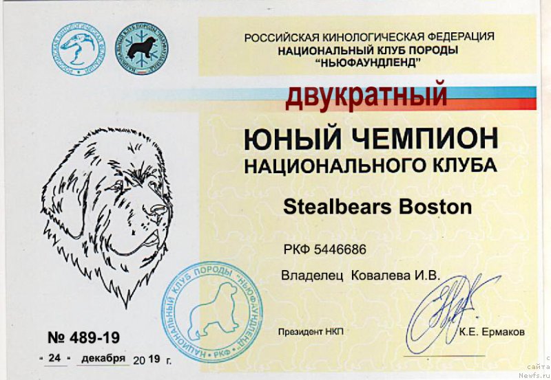 Фото: ньюфаундленд Стеалбеарс Бостон (Stealbears Boston)