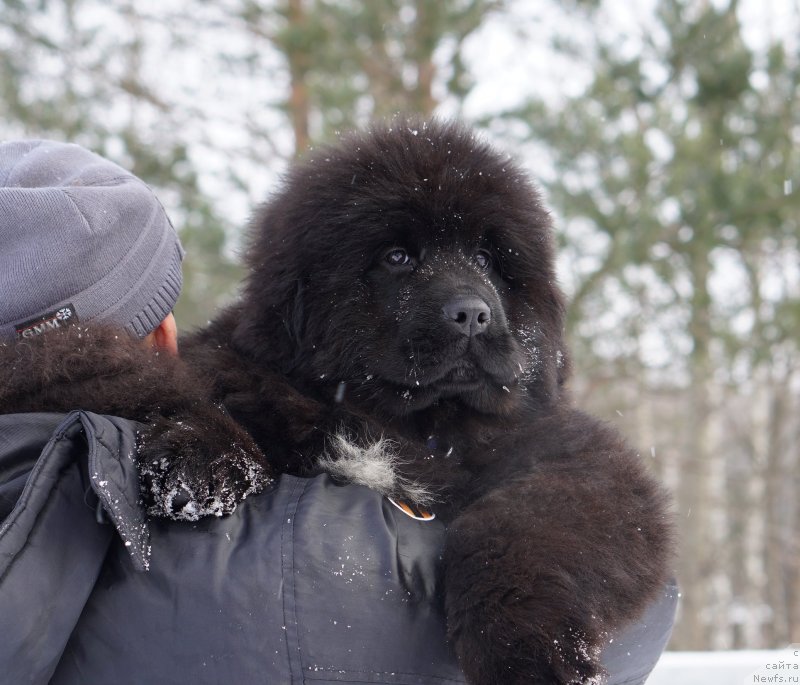 Фото: Акватория Келвин Урса Мажор