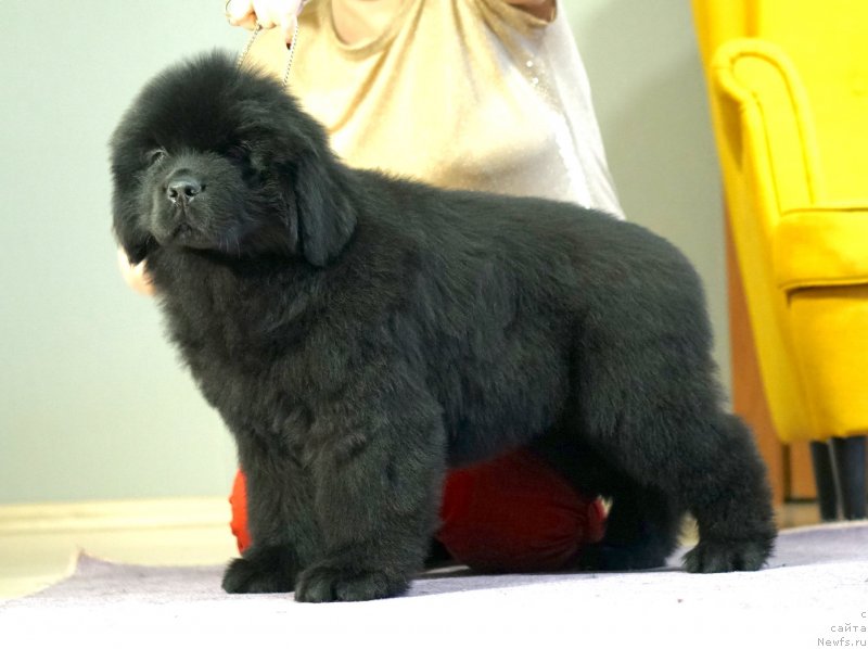 Фото: ньюфаундленд Disoranto Dark Temptation, ньюфаундленд Акватория Келвин Юз оф Мэджик Спирит (Aquatoriya Kelvin Yuse of Magic Spirit)