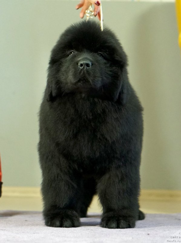 Фото: ньюфаундленд Disoranto Dark Temptation, ньюфаундленд Акватория Келвин Юз оф Мэджик Спирит (Aquatoriya Kelvin Yuse of Magic Spirit)