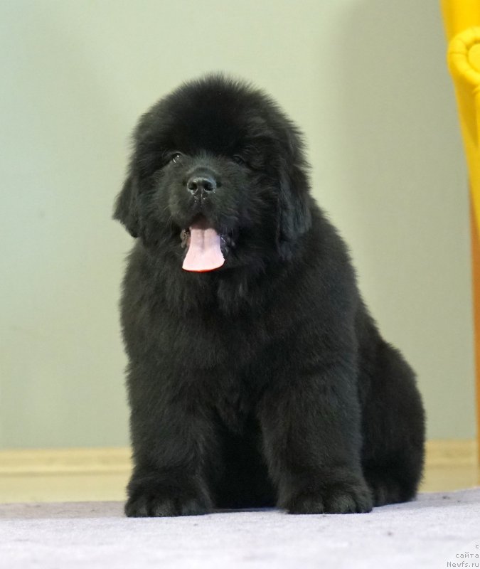 Фото: ньюфаундленд Disoranto Dark Temptation, ньюфаундленд Акватория Келвин Юз оф Мэджик Спирит (Aquatoriya Kelvin Yuse of Magic Spirit)