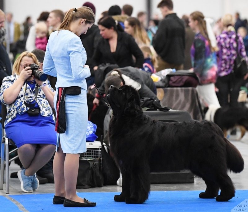 Фото: ньюфаундленд Акватория Келвин Жасмин (Aquatoriya Kelvin Zhasmin)