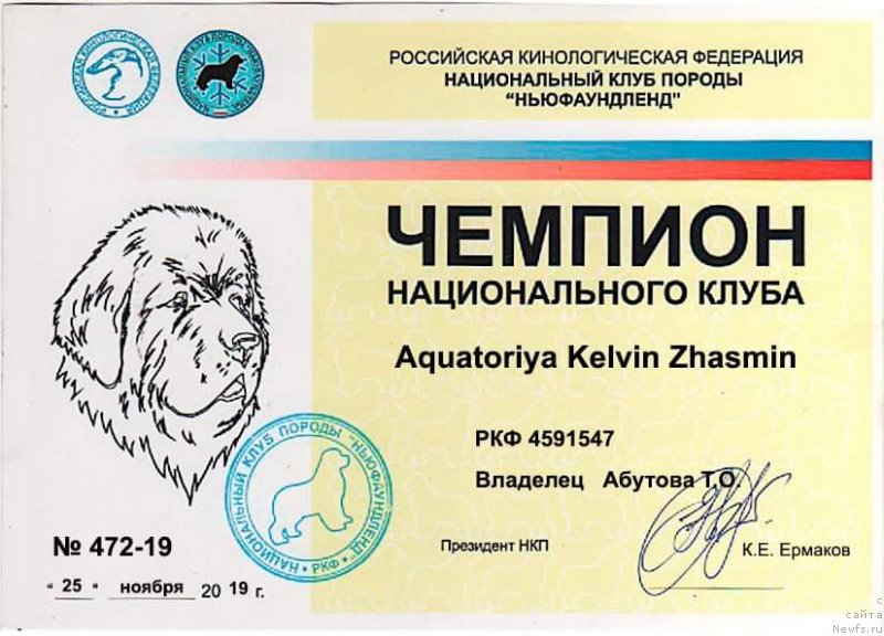 Фото: ньюфаундленд Акватория Келвин Жасмин (Aquatoriya Kelvin Zhasmin)