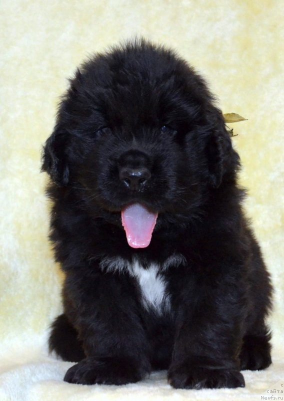 Фото: ньюфаундленд Май Френд Ньюфи Корсар Дрейк