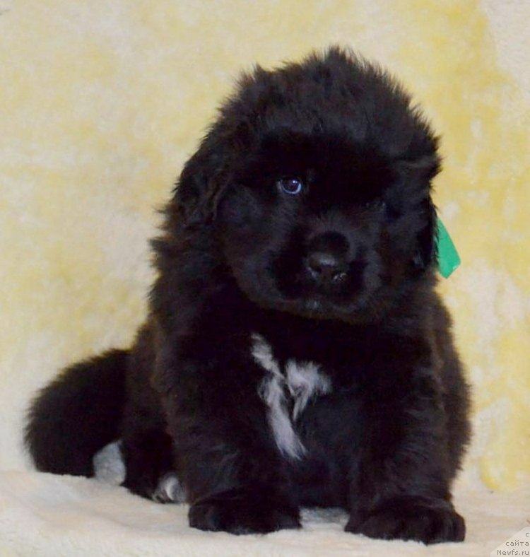 Фото: ньюфаундленд Май Френд Ньюфи Командор Крузо