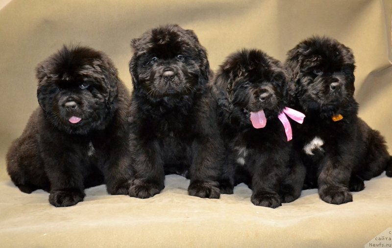 Фото: Дети от, ньюфаундленд Нежная Карамелька Фиона (Nezhnaya Karamelka Fiona), ньюфаундленд Сент Джонс Эксклюзив (Sent Djons Exclusive)