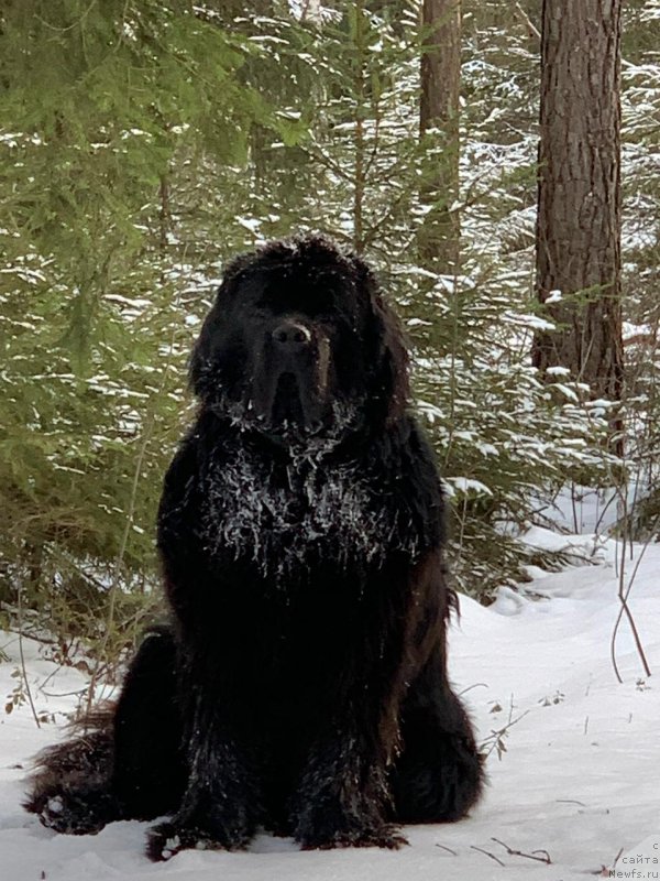 Фото: ньюфаундленд Сент Джонс Ив Монтан