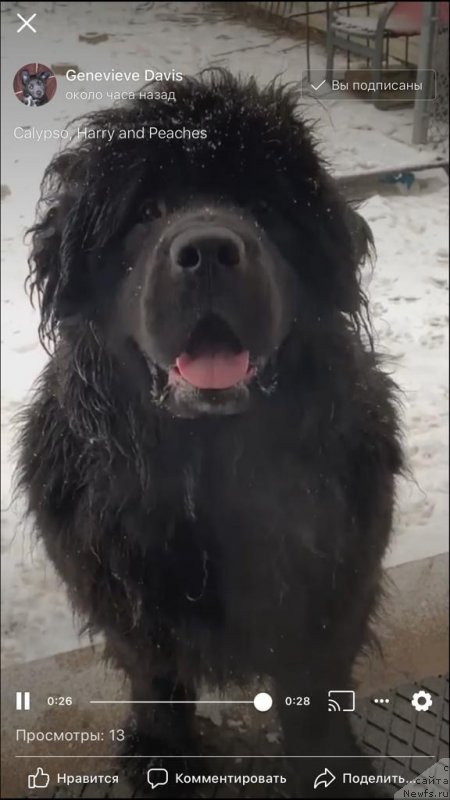 Фото: ньюфаундленд Сент Джонс Итака