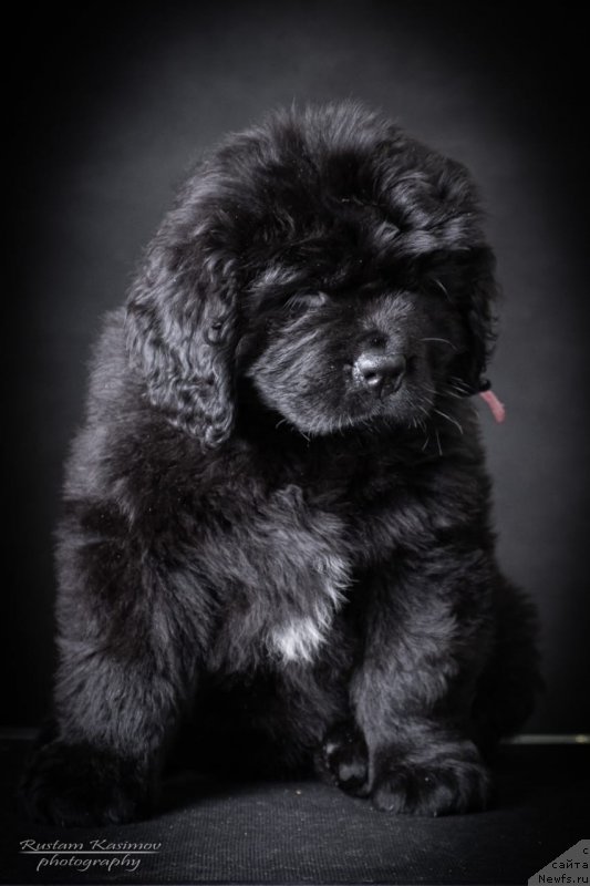 Фото: Щенок от, ньюфаундленд Нежная Карамелька Фиона (Nezhnaya Karamelka Fiona), ньюфаундленд Сент Джонс Эксклюзив (Sent Djons Exclusive)