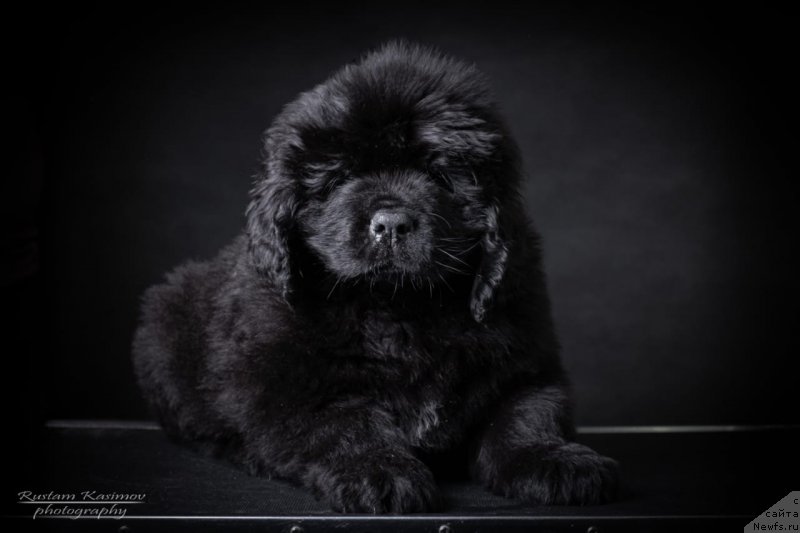 Фото: Щенок от, ньюфаундленд Нежная Карамелька Фиона (Nezhnaya Karamelka Fiona), ньюфаундленд Сент Джонс Эксклюзив (Sent Djons Exclusive)