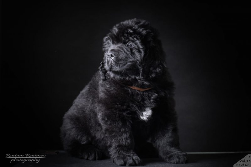 Фото: Щенок от, ньюфаундленд Нежная Карамелька Фиона (Nezhnaya Karamelka Fiona), ньюфаундленд Сент Джонс Эксклюзив (Sent Djons Exclusive)