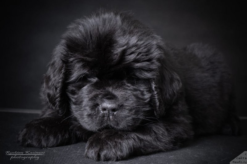 Фото: Щенок от, ньюфаундленд Нежная Карамелька Фиона (Nezhnaya Karamelka Fiona), ньюфаундленд Сент Джонс Эксклюзив (Sent Djons Exclusive)