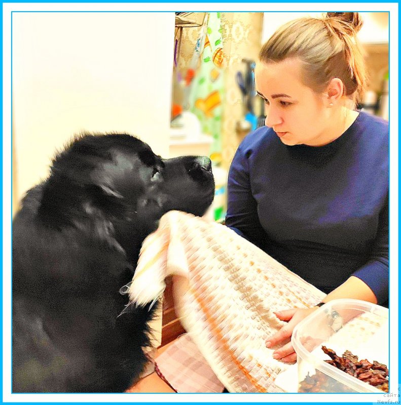 Фото: ньюфаундленд Бегущая по Волнам Шаман (Beguschaya po Volnam Shaman), Ксюша