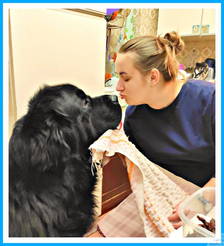 Фото: ньюфаундленд Бегущая по Волнам Шаман (Beguschaya po Volnam Shaman), Ксюша