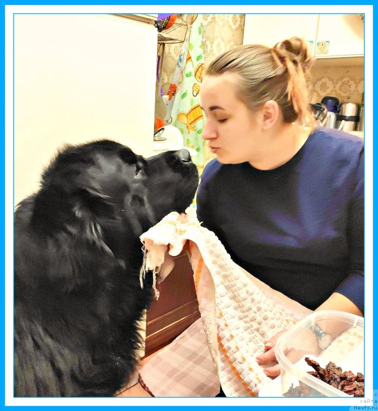 Фото: ньюфаундленд Бегущая по Волнам Шаман (Beguschaya po Volnam Shaman), Ксюша