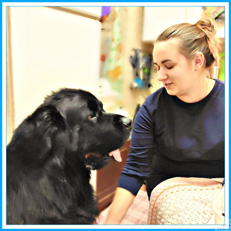 Фото: ньюфаундленд Бегущая по Волнам Шаман (Beguschaya po Volnam Shaman), Ксюша