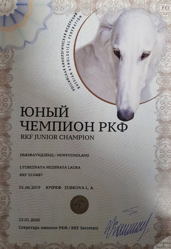 Фото: ньюфаундленд Любезная Нежная Лаура (Lyubeznaya Nezhnaya Laura)