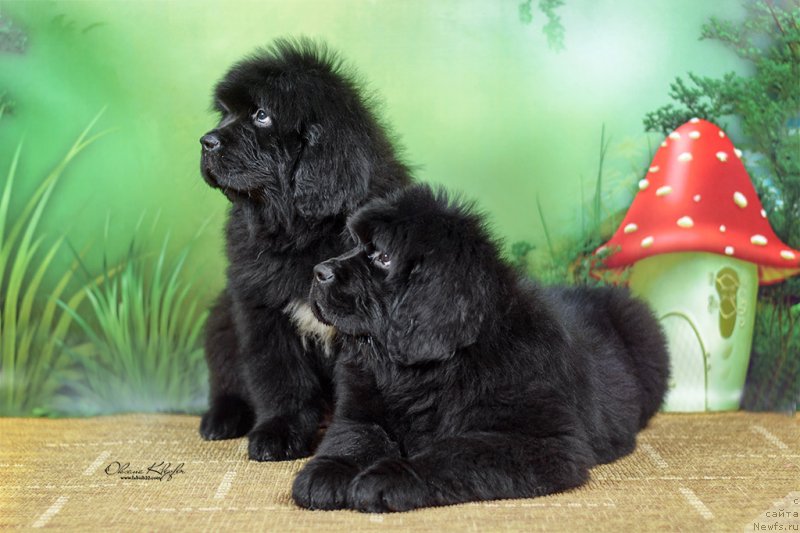 Фото: ньюфаундленд Специал Герл (Special Girl), ньюфаундленд Much Better Kilnioji Sirdis