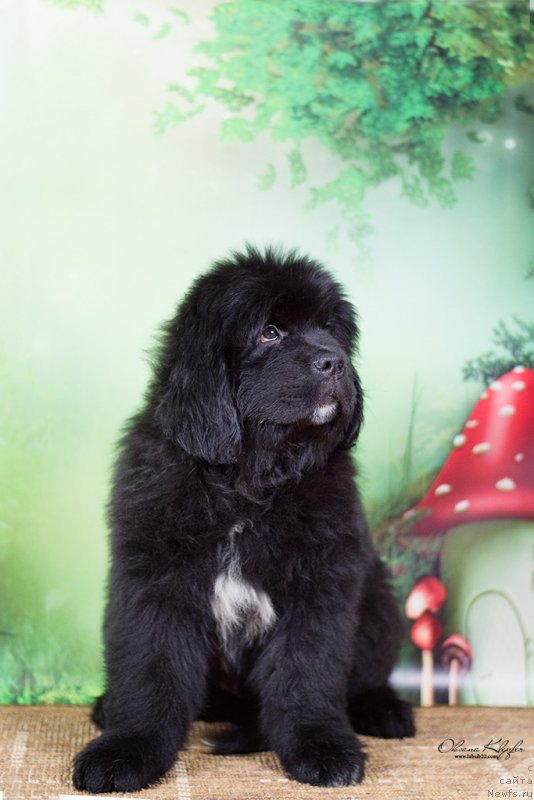 Фото: ньюфаундленд Специал Герл (Special Girl), ньюфаундленд Much Better Kilnioji Sirdis