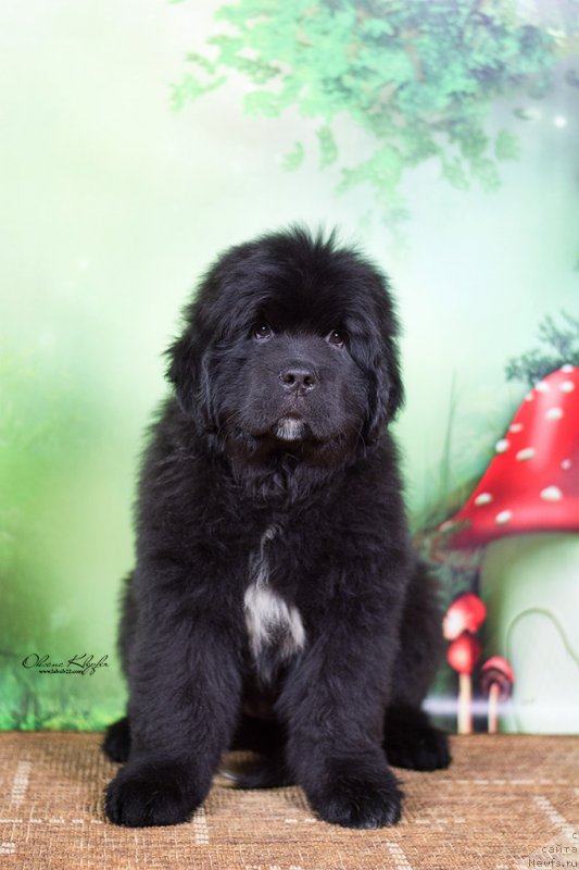 Фото: ньюфаундленд Much Better Kilnioji Sirdis, ньюфаундленд Специал Герл (Special Girl)