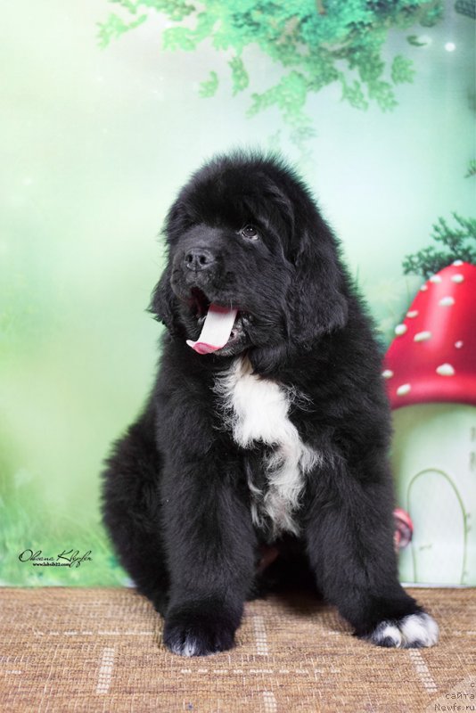Фото: ньюфаундленд Much Better Kilnioji Sirdis, ньюфаундленд Специал Герл (Special Girl)